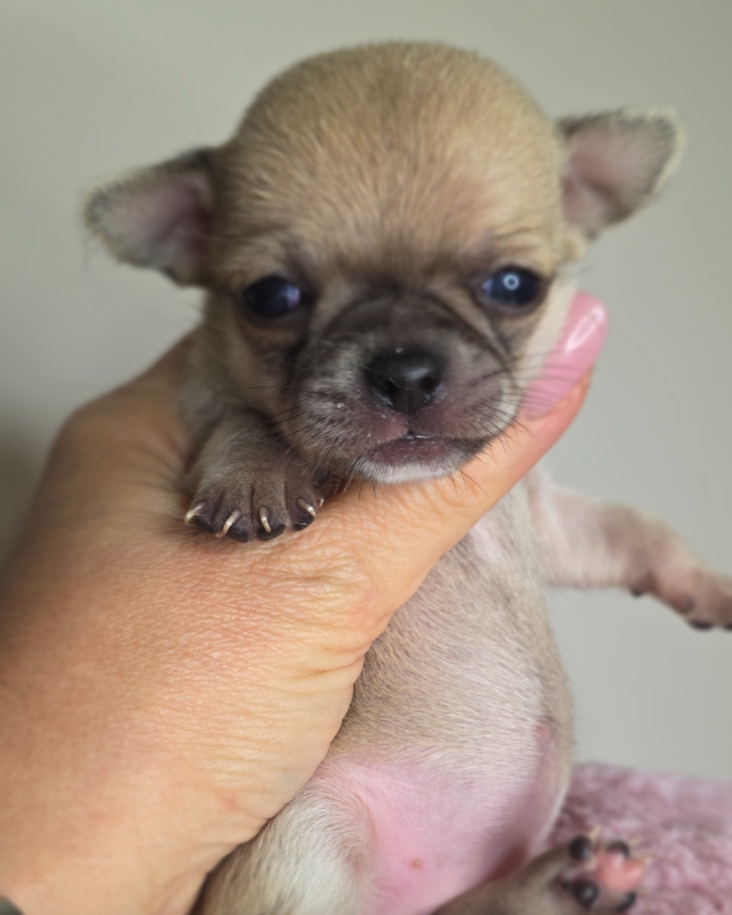 cuccioli-02