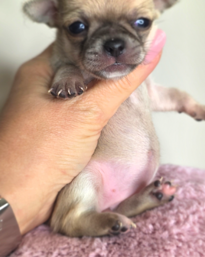 cuccioli-03