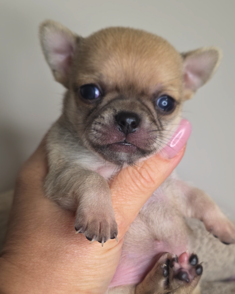 cuccioli-04