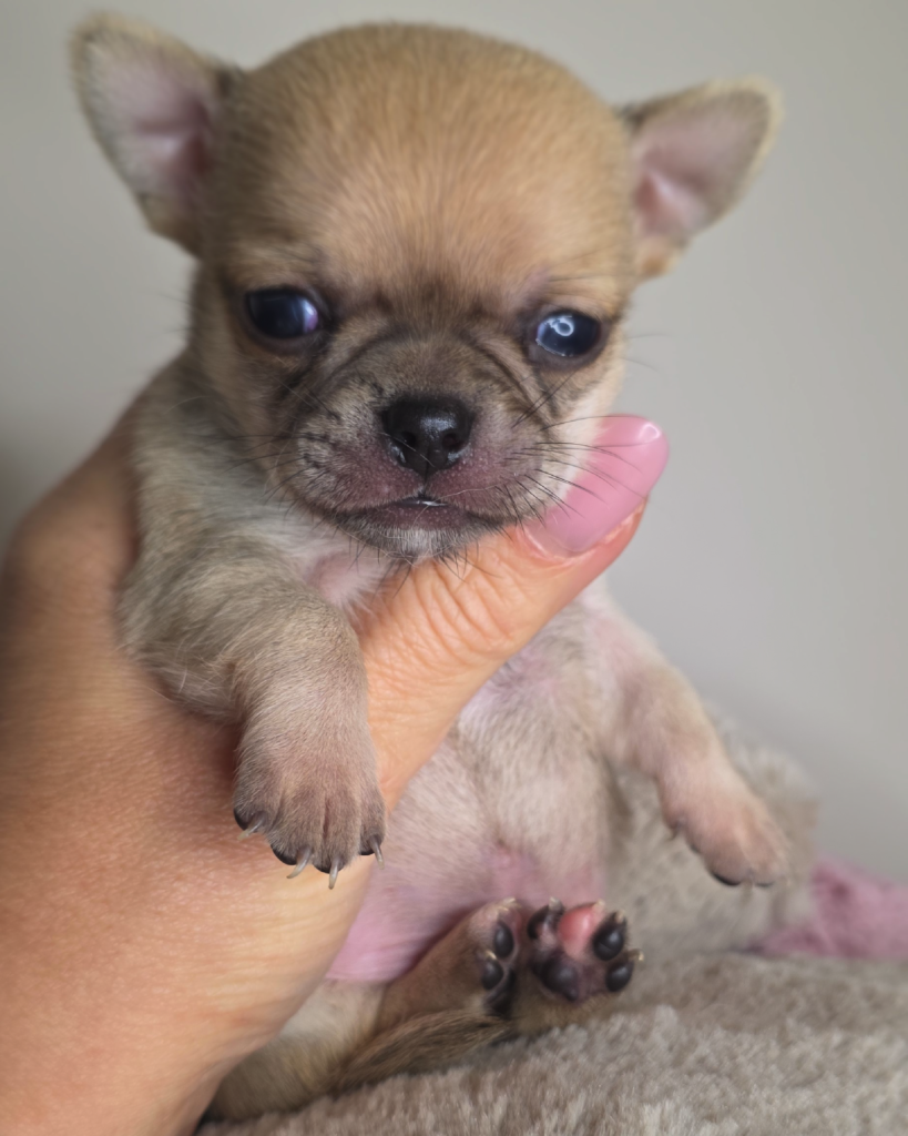 cuccioli-05