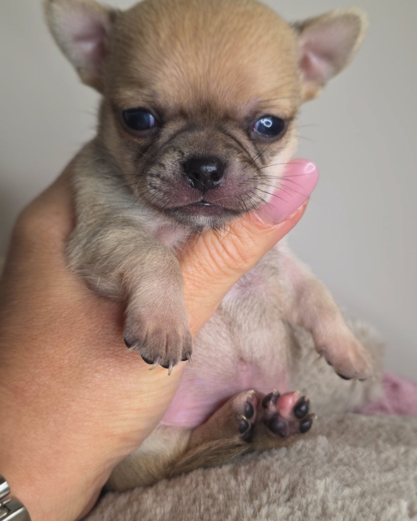 cuccioli-06